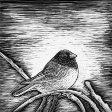 Junco, 2014, 4" x 4"