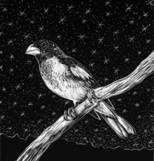 Grosbeak, 2014, 4" x 4"